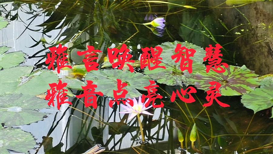 陈世东/《水.竹》诵读/贝文【苏河清音】上海头条【第945期】(图14)