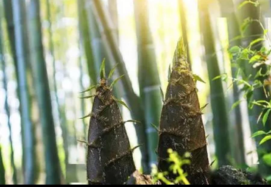陈世东/《水.竹》诵读/贝文【苏河清音】上海头条【第945期】（图5）