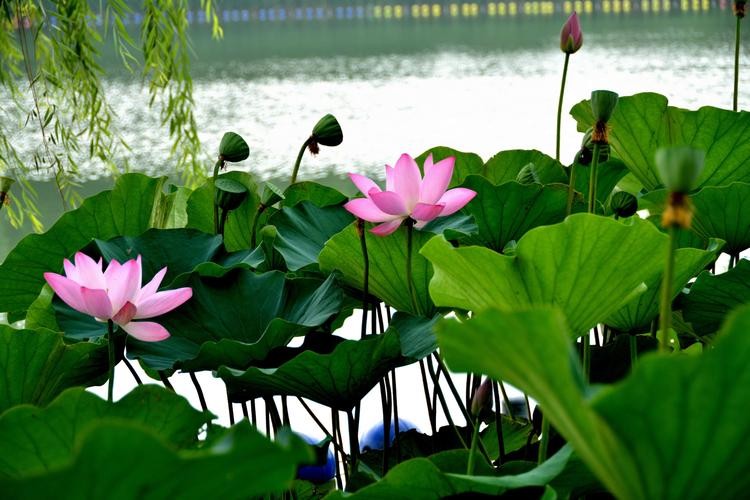 王世金(大连)专辑一【冰心文化传媒】责任主编 冰心(图3)
