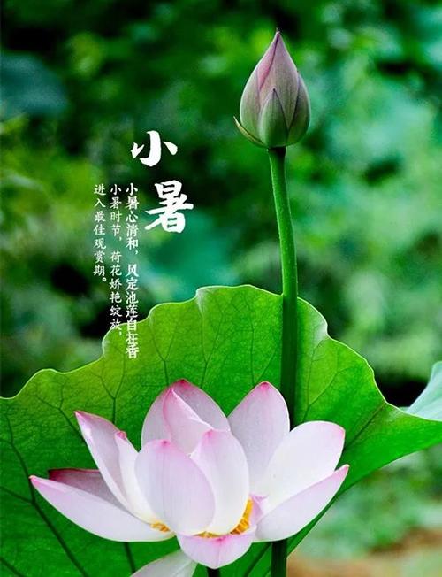【原创】小暑节吟诗集锦 作者/中国最美作家,头条红榜诗人曾云香女士(图3)
