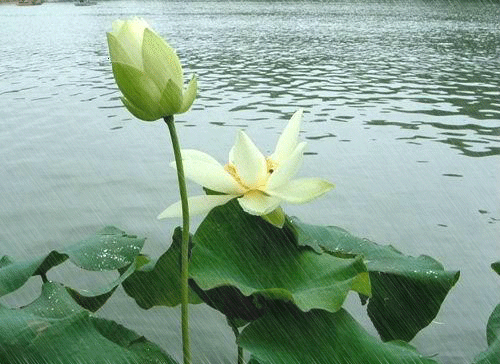 【原创】小暑节吟诗集锦 作者/中国最美作家,头条红榜诗人曾云香女士(图10)