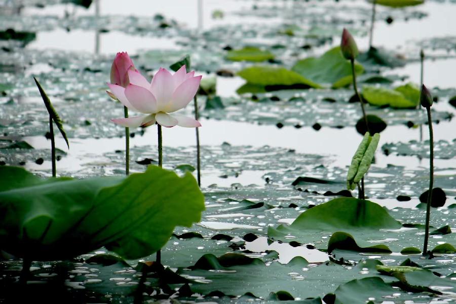 【原创】小暑节吟诗集锦 作者/中国最美作家,头条红榜诗人曾云香女士(图11)