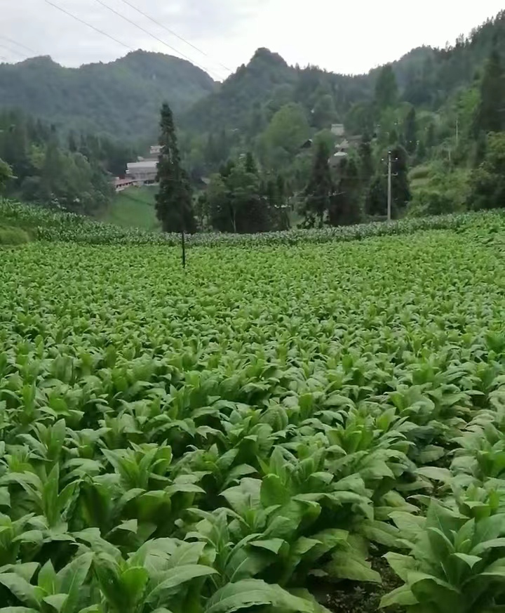 十六字令•烟/图文／李德顺