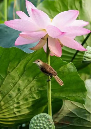 推荐丨【神州源流诗苑】第682期[优秀近体诗]周刊（图6）