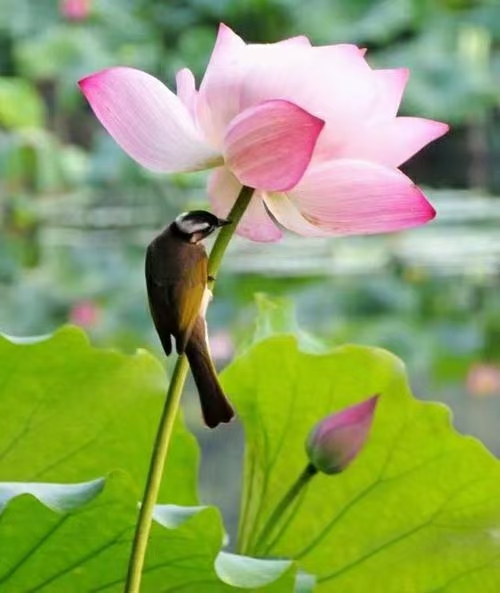 推荐丨【神州源流诗苑】第682期[优秀近体诗]周刊（图11）