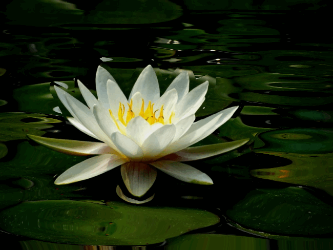 诗意传情诗社【布达拉宫的莲花池】文·诵‖李华敏（893）（图5）