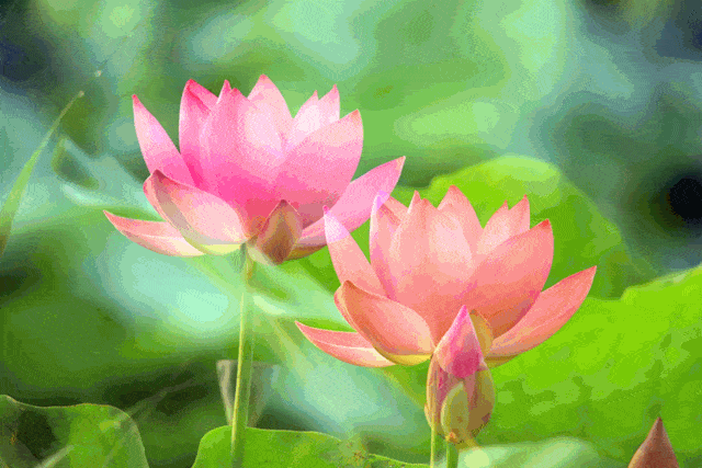 诗意传情诗社【布达拉宫的莲花池】文·诵‖李华敏（893）（图7）