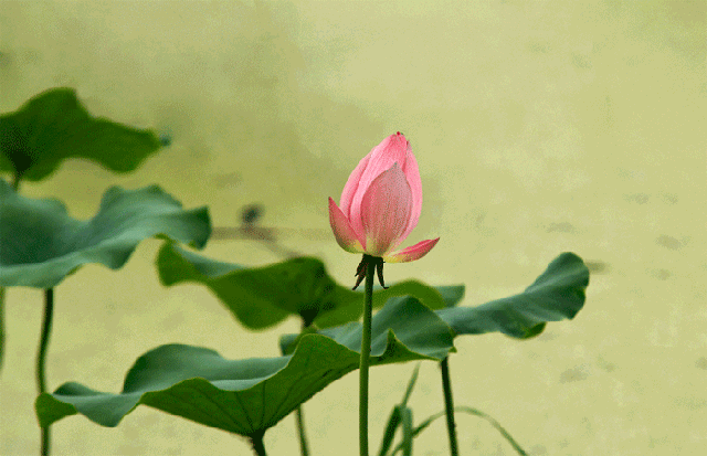诗意传情诗社【布达拉宫的莲花池】文·诵‖李华敏（893）（图6）