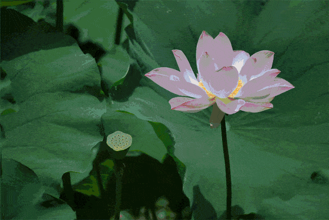 诗意传情诗社【布达拉宫的莲花池】文·诵‖李华敏（893）（图9）