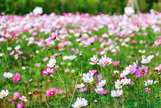 诗意传情诗社【布达拉宫的莲花池】文·诵‖李华敏（893）（图8）
