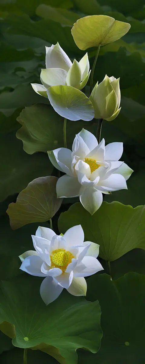 【齐鲁风】推介王万欣诗词五首请欣赏（图12）