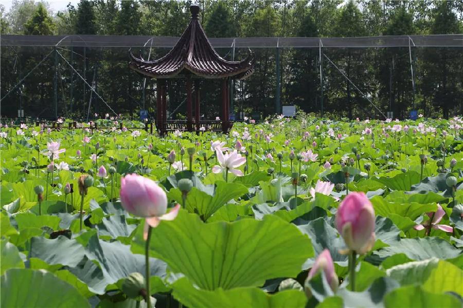 张学超洪泽湖唯美诗八章丨金牌主播虹｜中国江苏泗洪都市文学社94期（图3）