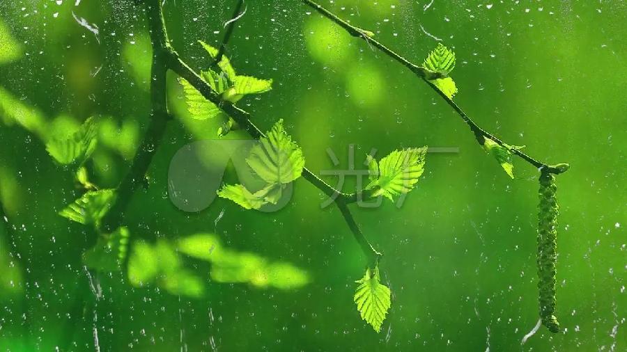 【九月茶韵文学诗社】2022——018《叶听雨》作者彭加兴 主播阿梅(周红梅)编辑制作刘林丽(图5)