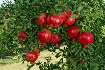 【齐鲁风】推介粟灯组请欣赏（图7）