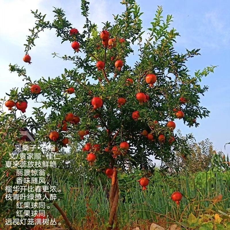 〔诗词小辑〕作者 袁家顺(上海)【冰心文化传媒】主编 冰心(图3)