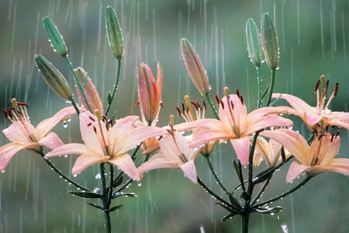 《雨日沉思》 文/李加宝(图2)