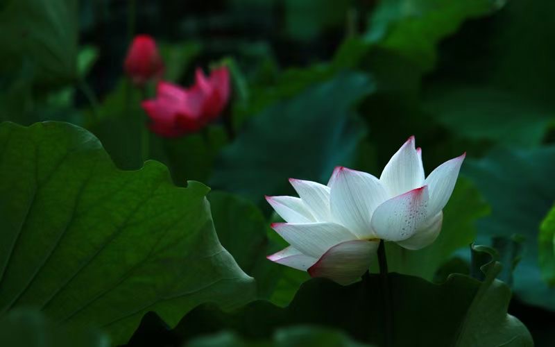 【新诗大观】北塘,荷花唱响的地方||文/李月芳||摄影/阿涛(图4)