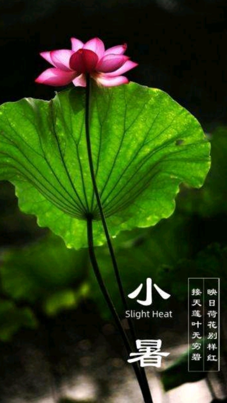 【精英名篇】【九江文学社：北京头条】《五绝四首 小暑抒怀》文/杨学是（图2）