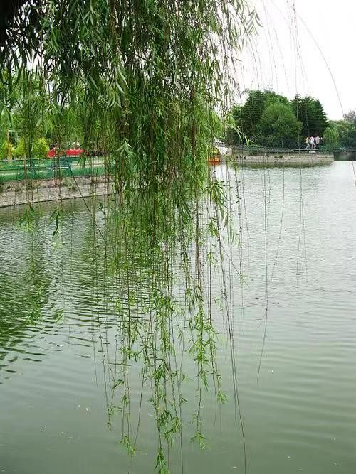 [北京头条]《红尘如梦》作者/雨下罗加，主播/柔荑（图2）