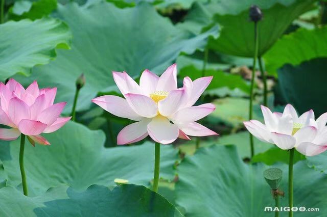 〔诗词专辑一〕作者 王新华(河北)【冰心文化传媒】主编冰心(图10)