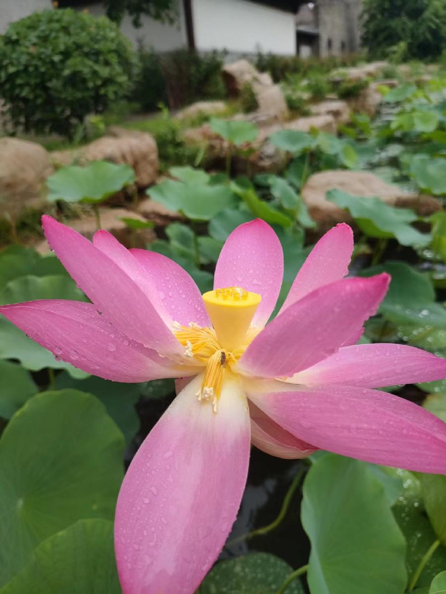 《故道文化•副刊》第二一二期：刘昭元诗歌（图2）