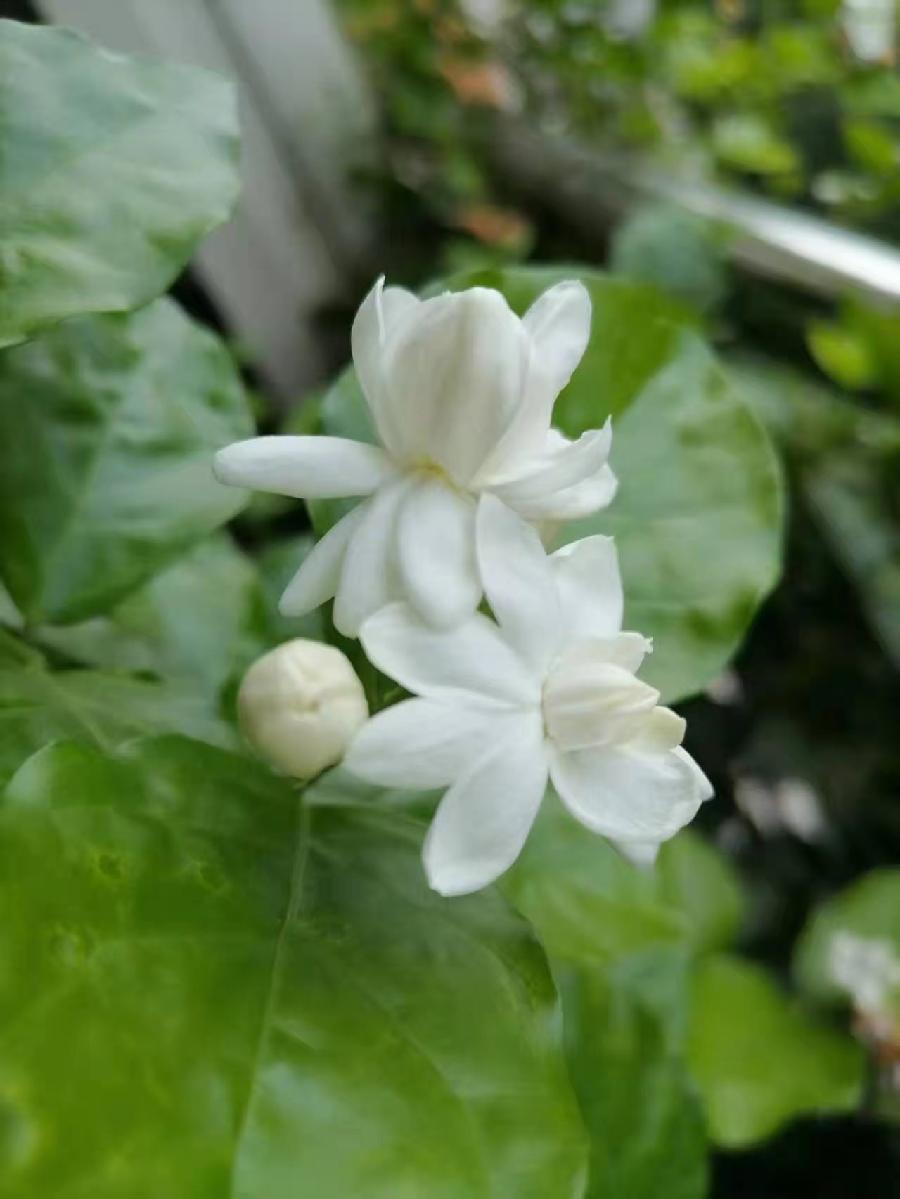 茉莉花开，唱和诗来。