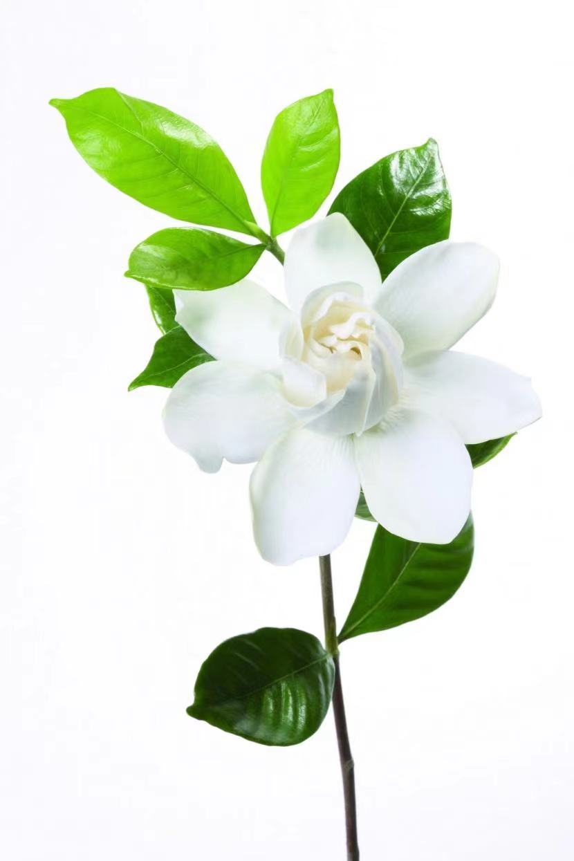 茉莉花开，唱和诗来。（图2）