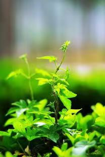 七律，七月留光文/希望在明天(湖南)（图2）