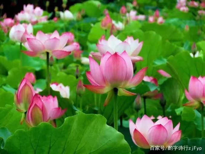 [北京头条]《夏天的情怀与理想》作者/野草，主播/天乐