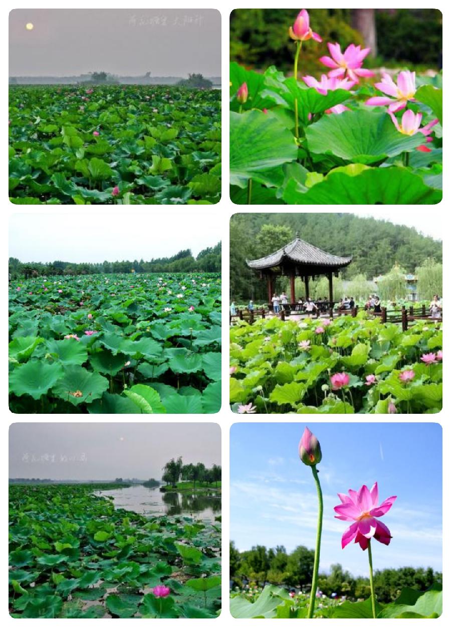 中华诗艺九江格律诗词精品鉴赏(合辑)第1456期(图20)