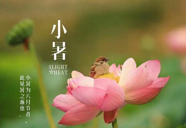 七律.小暑吟文/李改萍（内蒙古）（图3）