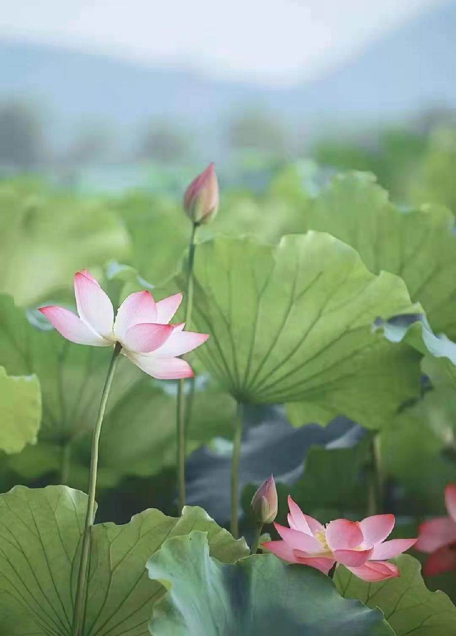 春之声文学新星朗诵团】‖ 作者:沐晴| 主播:宏红【第1期】(图2)