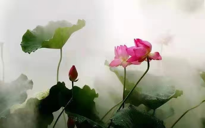 李文涛壬寅七月初感怀四章丨金牌主播细细的雨丨韵芘胡桂芹感赋丨中国桂林都市诗社745期（图8）