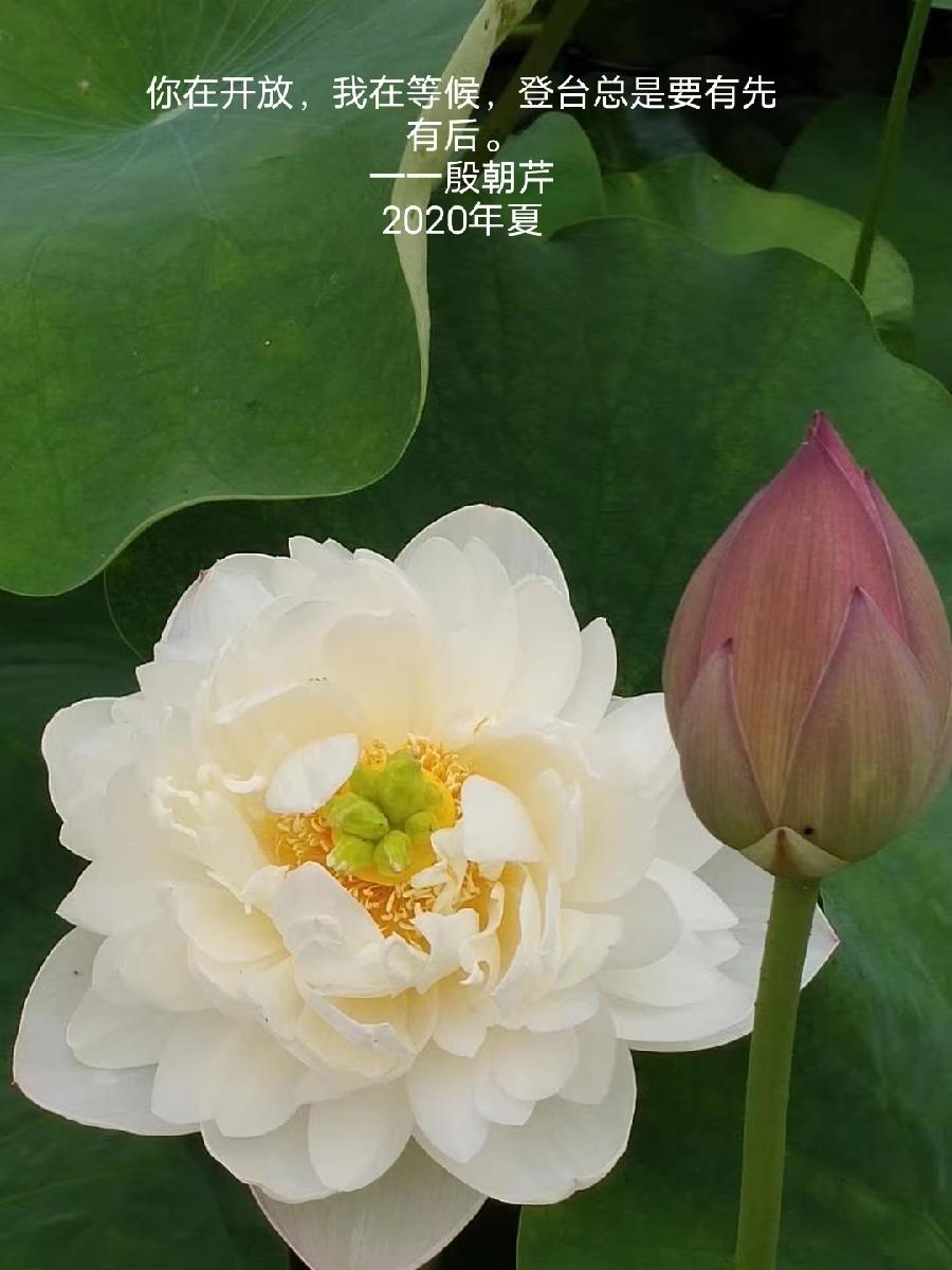 【连载厅】殷朝芹老师新作《见景生情》连载(十二)（图4）