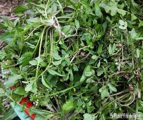 【华夏好诗词】推介陈守邦（东野 连云港）诗词一组请欣赏（图7）