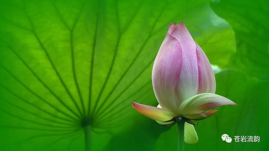 井陉诗协 | 盛夏有寄（图3）