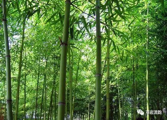 井陉诗协 | 盛夏有寄(续)(图4)