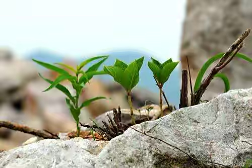【新诗大观】时间与生命||文/花惜柔||诵/李保红(图5)