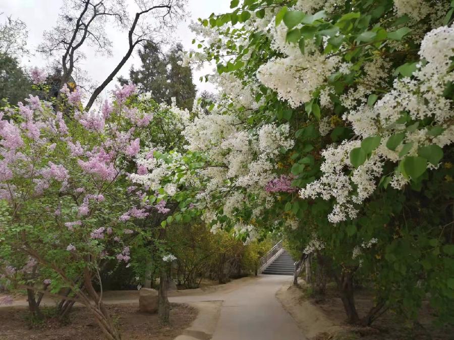 校园诗刊专栏‖母校的丁香花开了 作者朗读/伊月儿(图2)