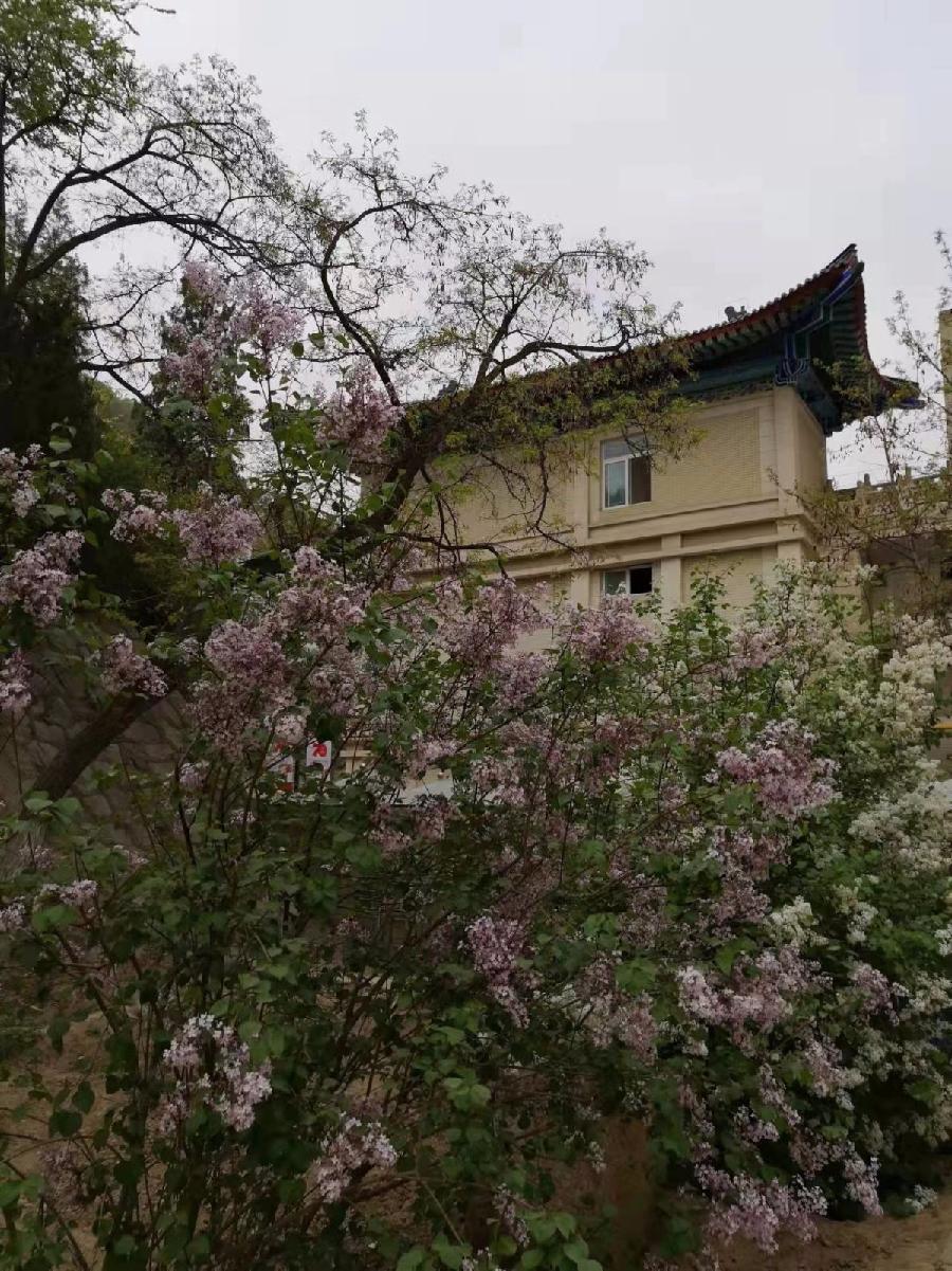 校园诗刊专栏‖母校的丁香花开了 作者朗读/伊月儿(图4)
