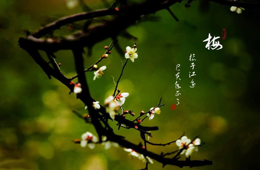 【翰林国粹诗社】诗人晓客（“江城子”词专辑）（图23）