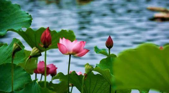推荐【神州源流诗苑】第686期[优秀近体诗]周刊（图5）