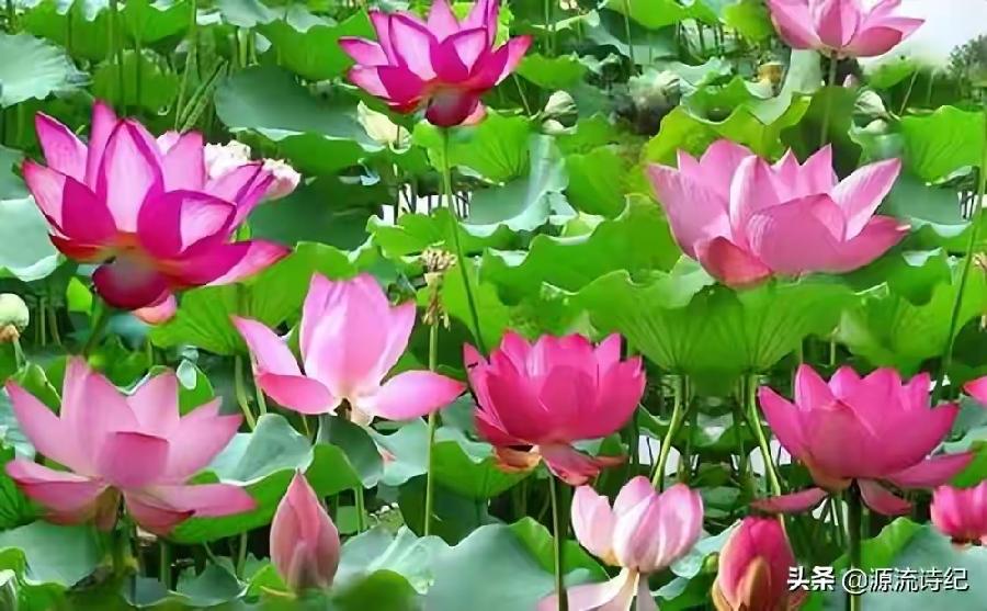 推荐【神州源流诗苑】第686期[优秀近体诗]周刊（图9）