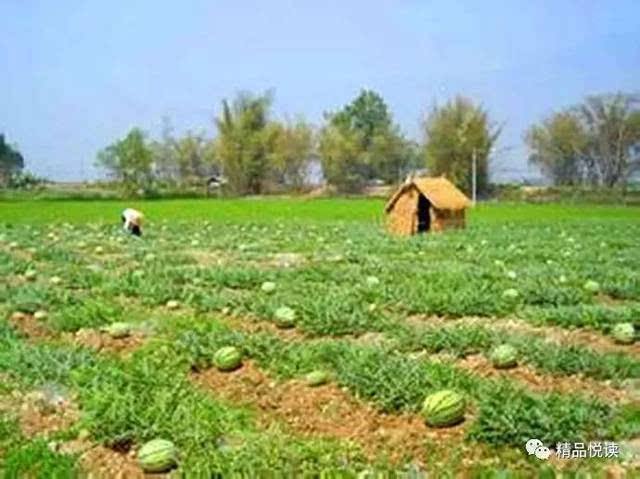 夏日随笔 作者/高延新(图3)