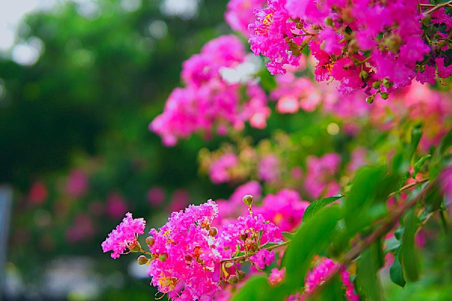 【当代文艺】《夏花绚烂耀神州》作者:陈庆礼(图12)