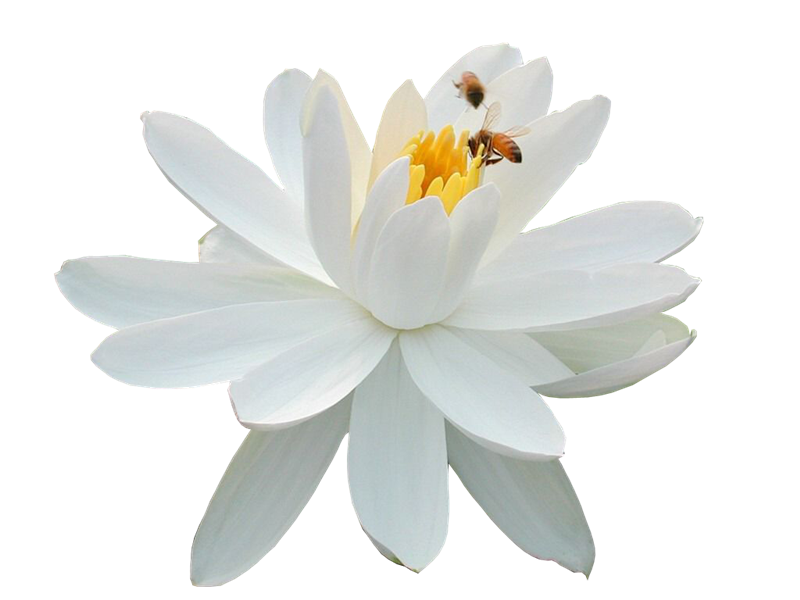 【当代文艺】《夏花绚烂耀神州》作者:陈庆礼(图6)