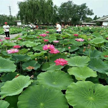 松阳河畔《七律•夏荷》诵/玉华（图2）