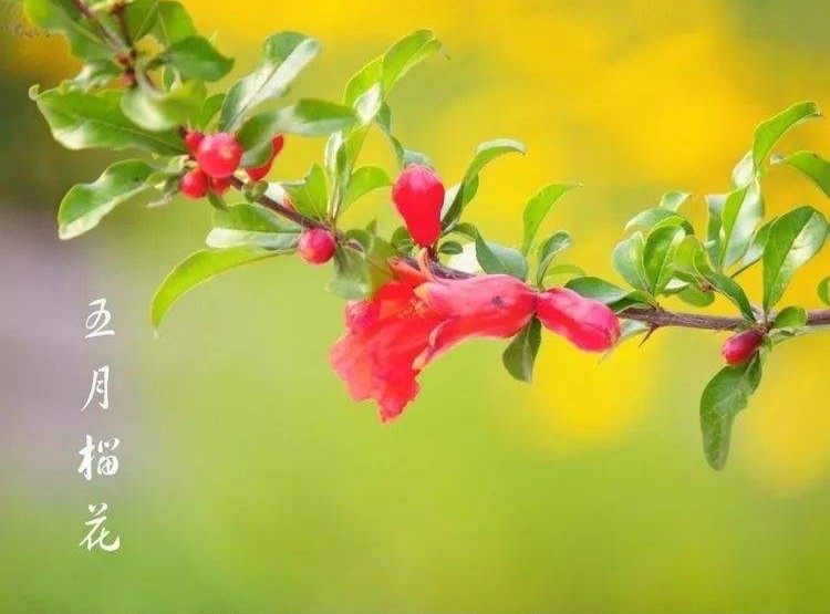 《榴花红了》作者: 梅山【诵读:金牌主播 李秀波】【华人诗者联盟】为你诵读专属的诗♬（图3）