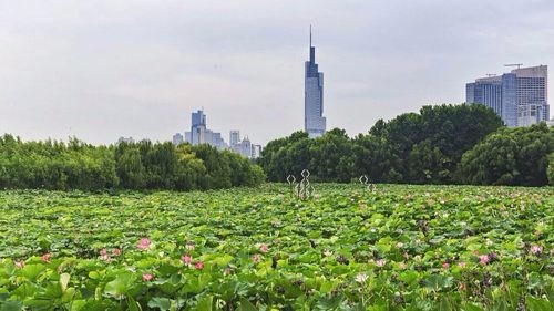 去看一朵盛开的莲 文 / 肖勤 诵读/蓝沁 京津沪头条文学平台发布(图2)