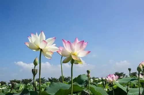 风雅诗社·第二十五期·格律篇(图7)